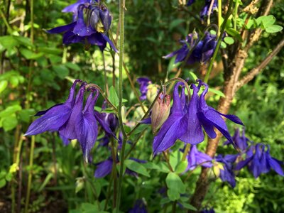 Purple two flowers photo