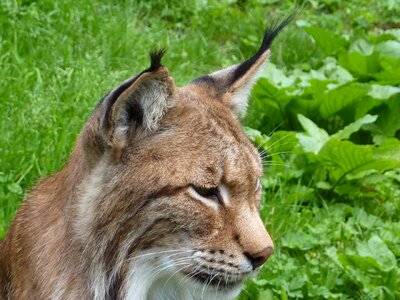 Big cat lynx lynx animal