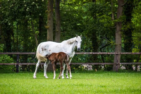 Foal horses meadow photo