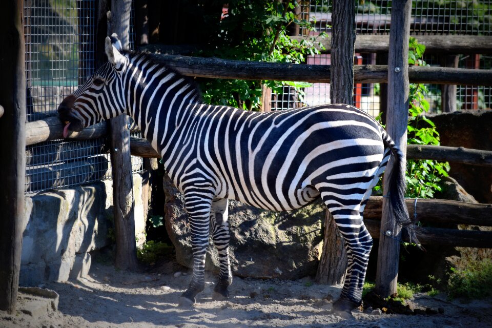 Zebra striped zoo