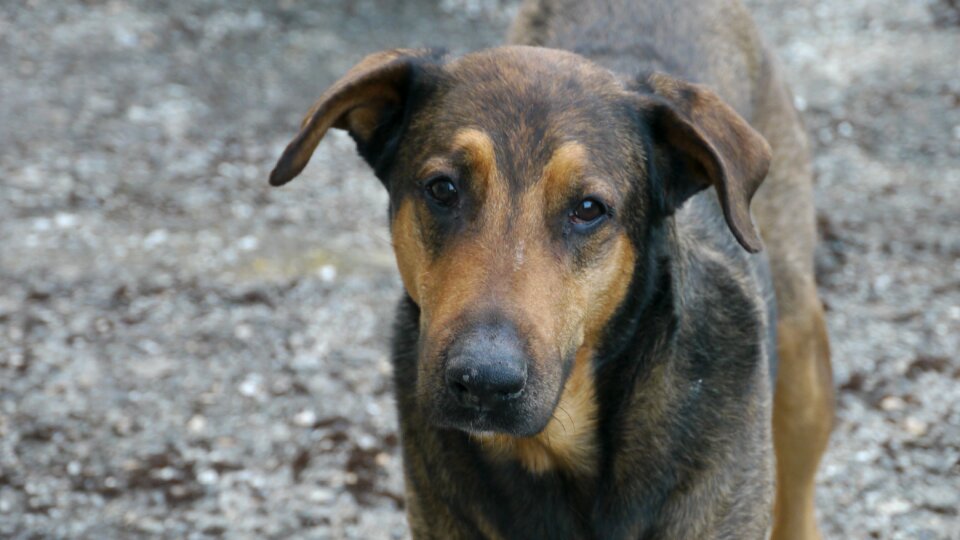 Dog tenderness domestic animal