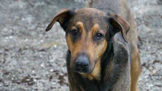 Dog tenderness domestic animal