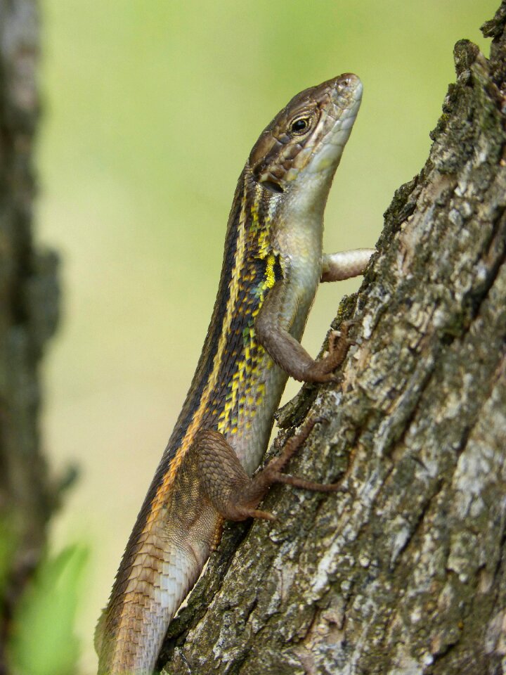 Tree detail reptile