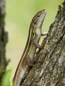 Tree detail reptile