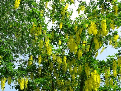 Nature green yellow