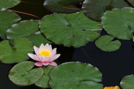 Water-lily waterlily plant