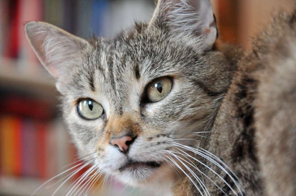 View mackerel green eyes