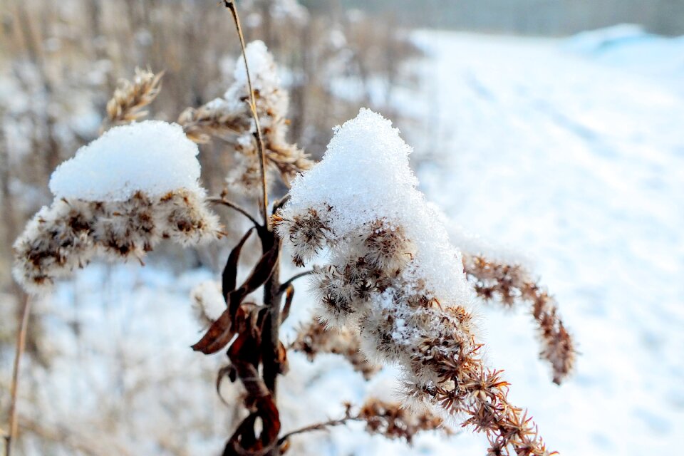 Snow nature landscape