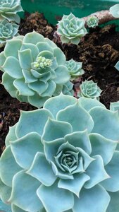 Plants crassulaceae family succulent photo