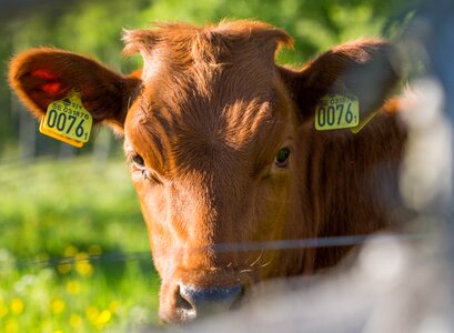 Animals hage rural life