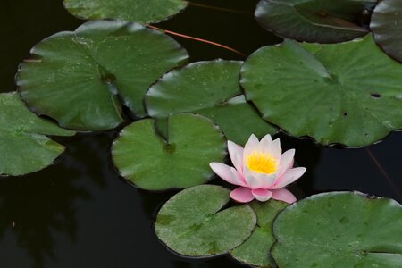 Water-lily waterlily plant