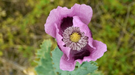 Garden wild flowers spring