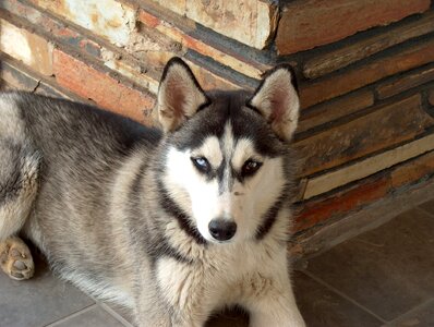 Animal canine siberian photo