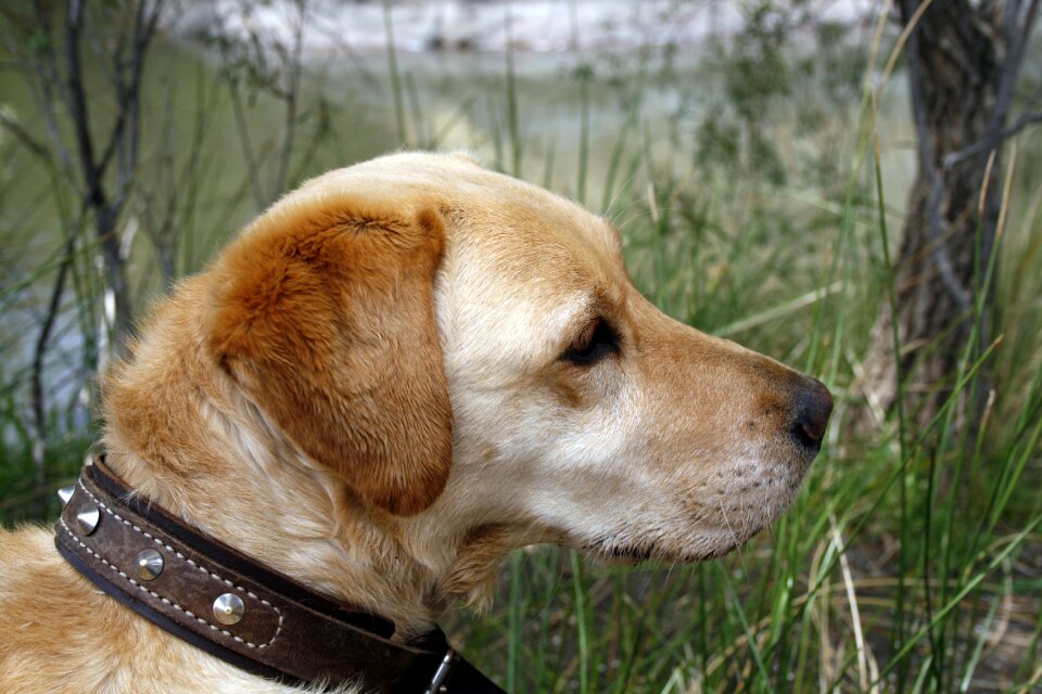Retriever animal young