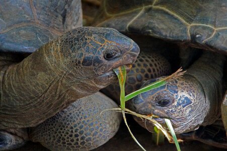 Carapace nature giant tortoise