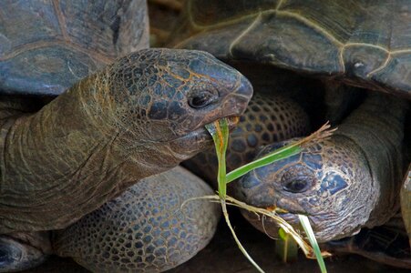 Carapace nature giant tortoise photo