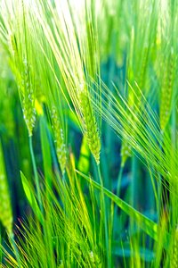 Cereals epi wheat fields