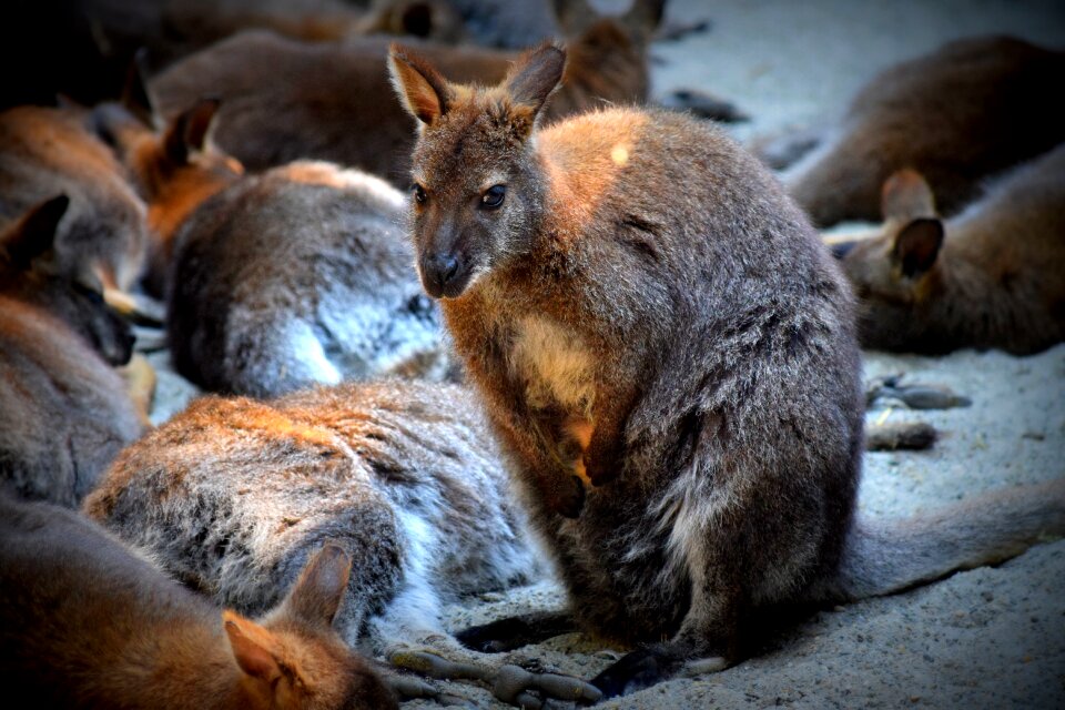 Kangaroo purse zoo