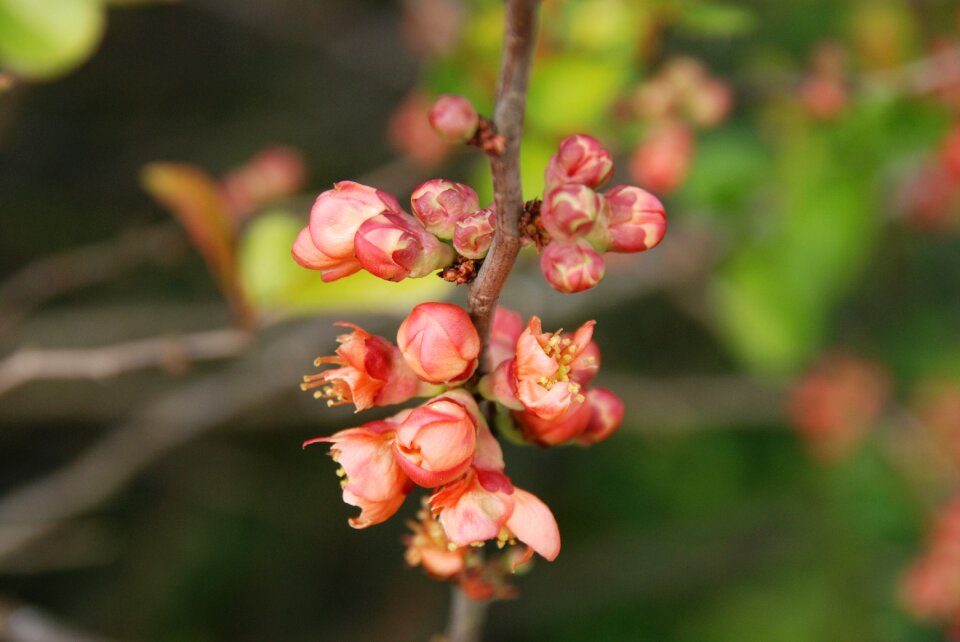 Blossom red pink