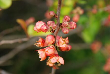 Blossom red pink