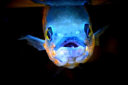 Underwater blue ugly