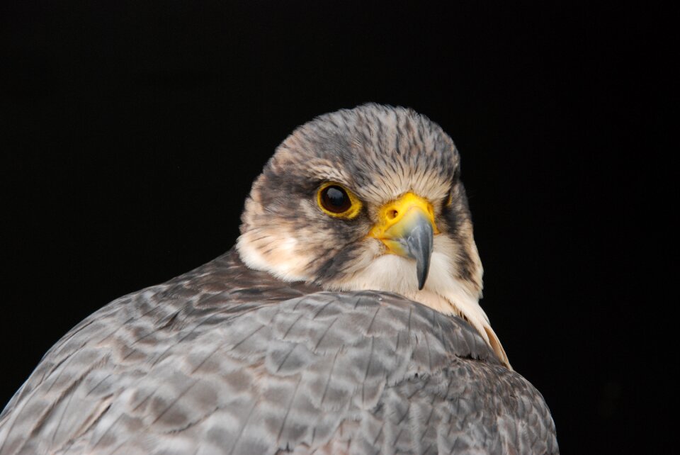 Beak eye nature
