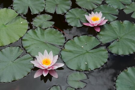 Water-lily waterlily water lily