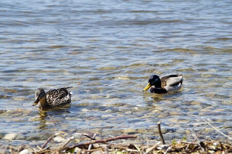 Duck bird water bird pair