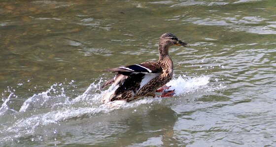 Feathers landing beak