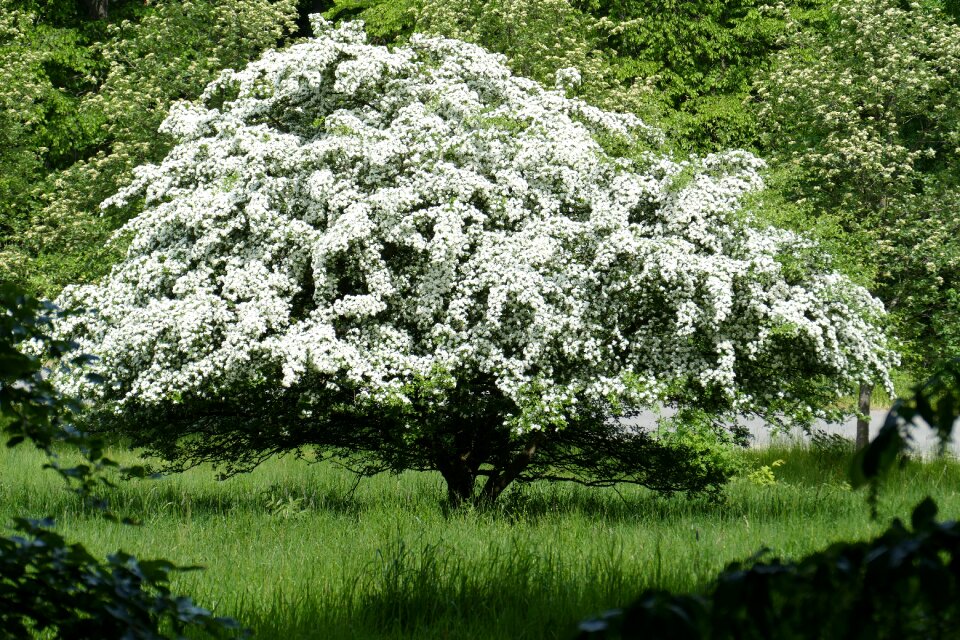 Nature blossom bloom