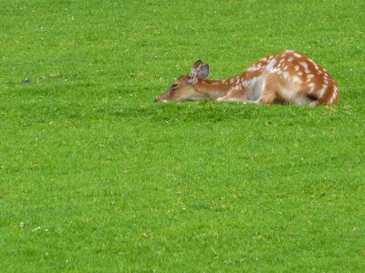 Roe deer forest wild photo