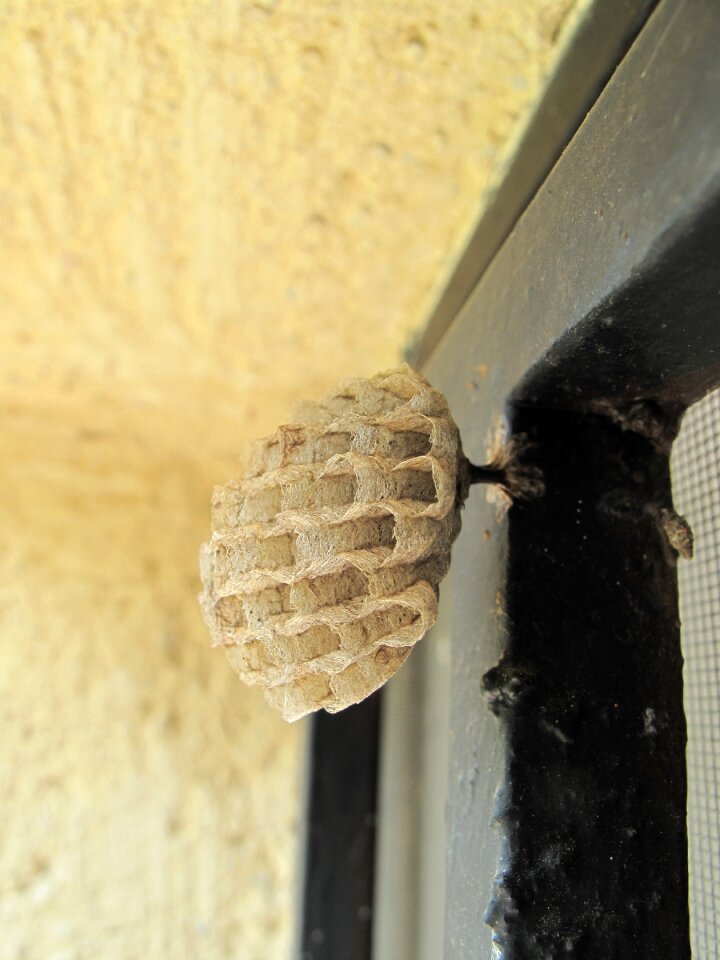 Home nature window