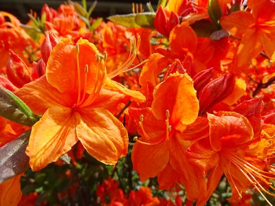 Spring red orange