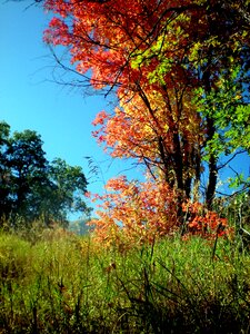 Autumn fall nature photo