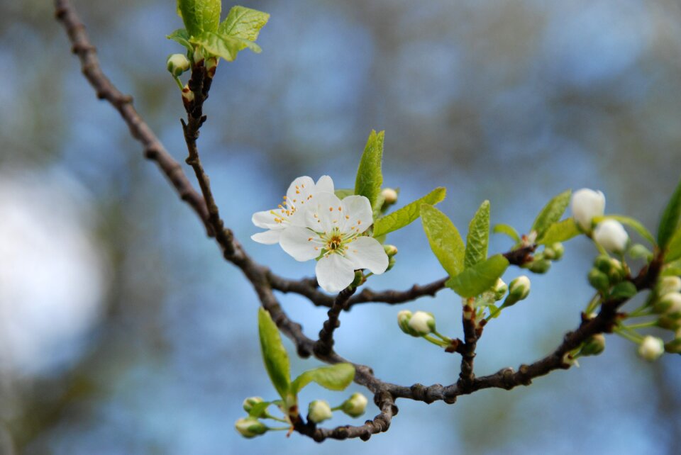 Blossom white flower