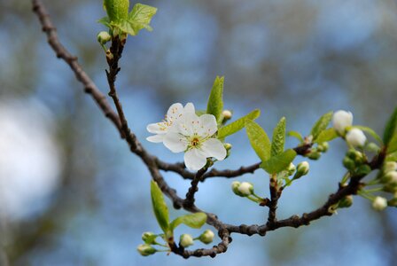 Blossom white flower