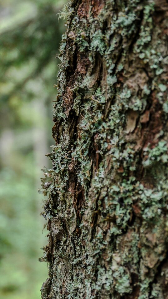 Tree texture bark