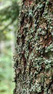 Tree texture bark