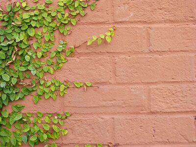 Painted brick wall nature background vines