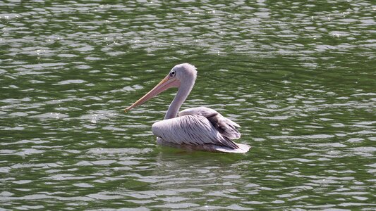 Island nature animal