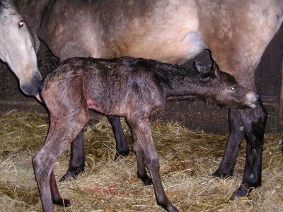 Birth suckling mare with foal