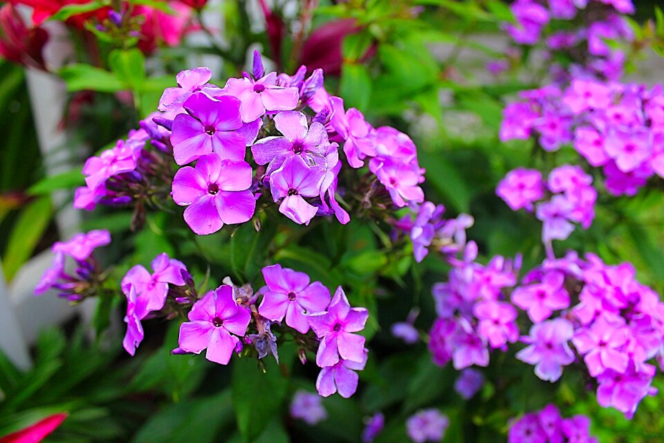 Flower nature plant