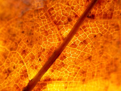 Plante macro structure