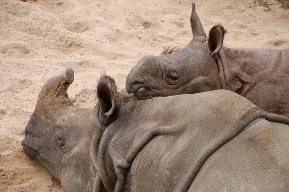 Wilhelma rhino young animal