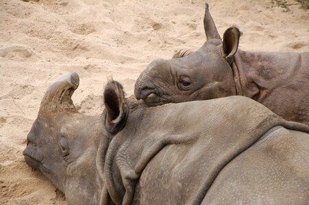 Wilhelma rhino young animal