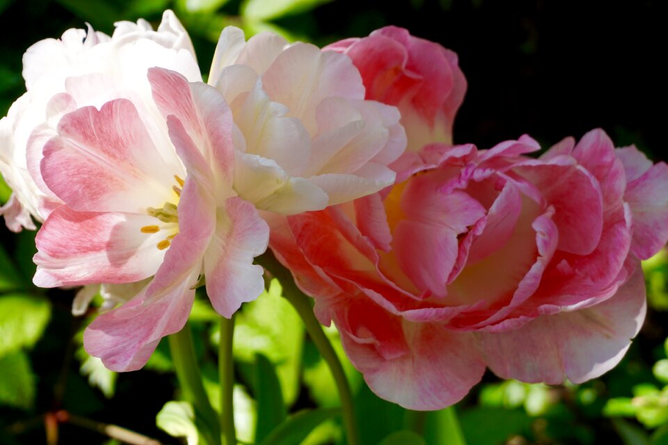 Bloom blossom pink flowers photo