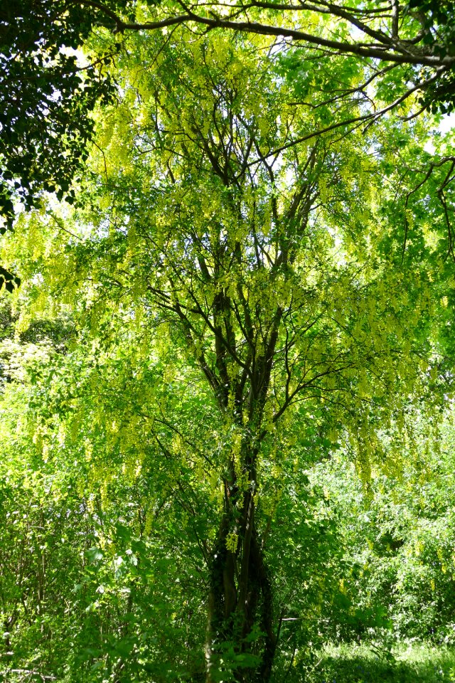 Nature forest light