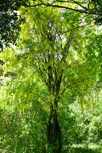 Nature forest light