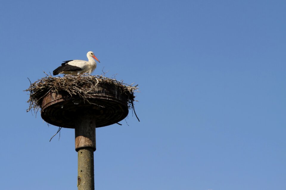 Stork storchennest adebar