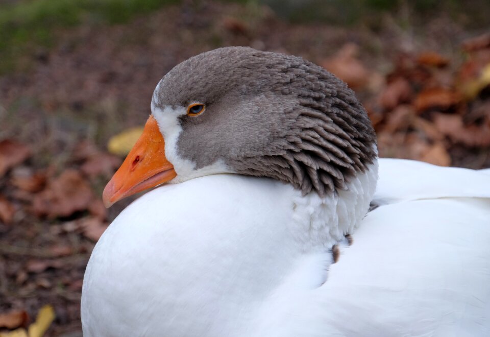 Plumage colors ducks waterfowl